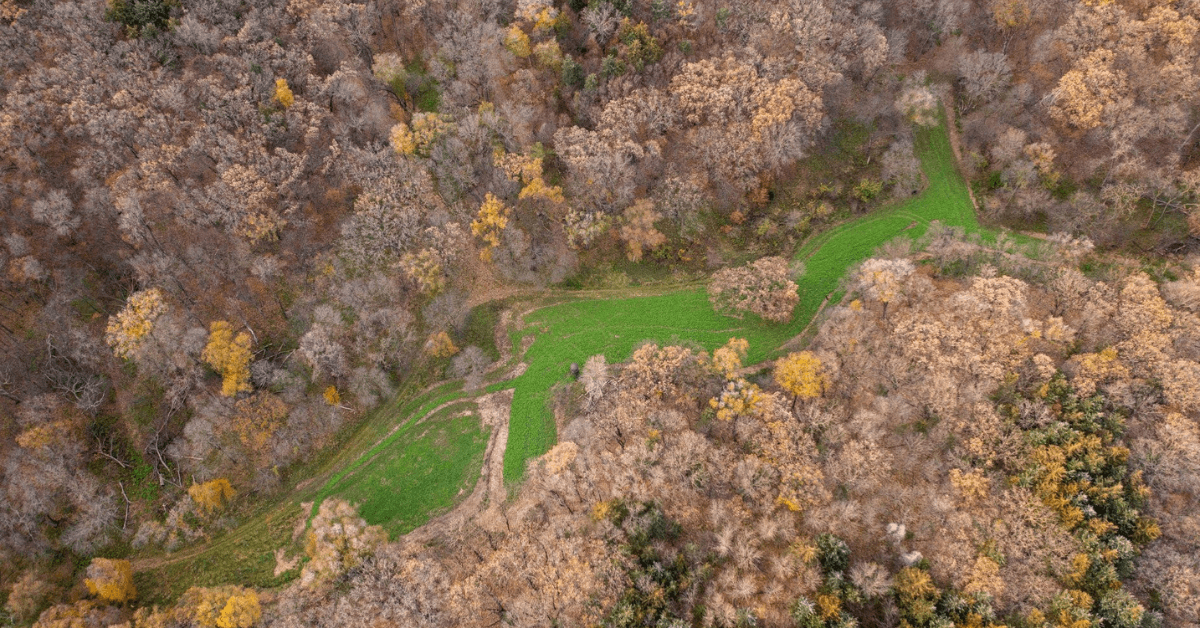 Featured Image for To Till or Not To Till? Benefits and Trade-Offs When Establishing Your Food Plots